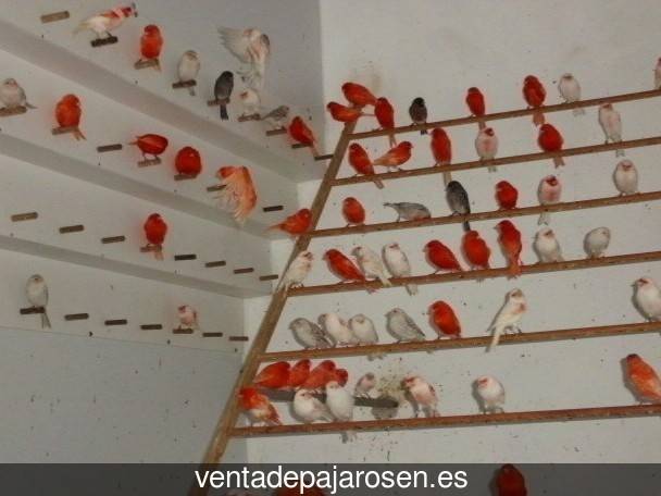 Cria de pajaros paso a paso Casas de Benítez?